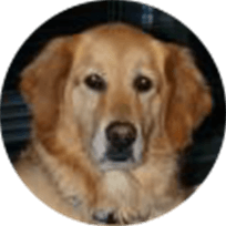 Kodiak, Therapy Dog Extraordinaire